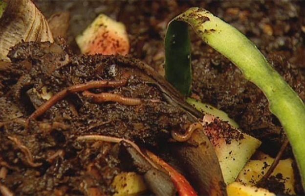 Ciencia y tecnología en Rtve.es - Lombrices basureras