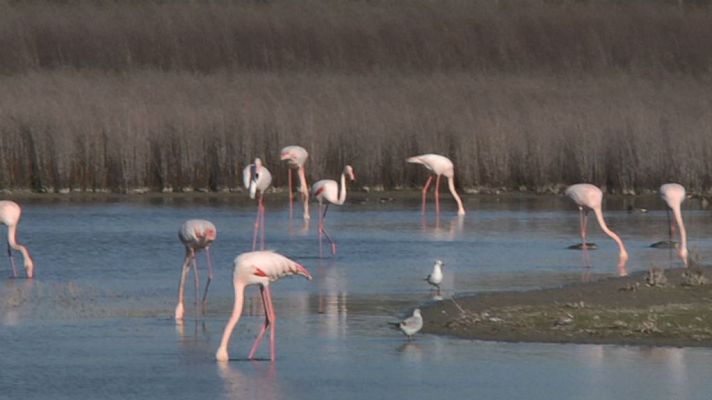 Un espectáculo de flamencos en Málaga