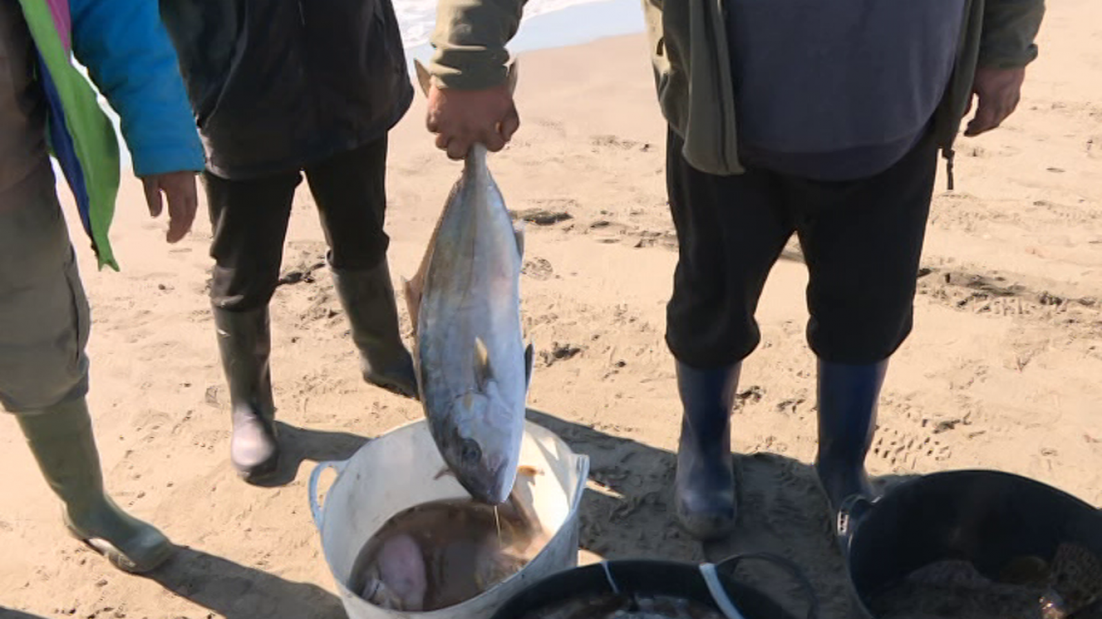 Repor - Pez chico - ver ahora