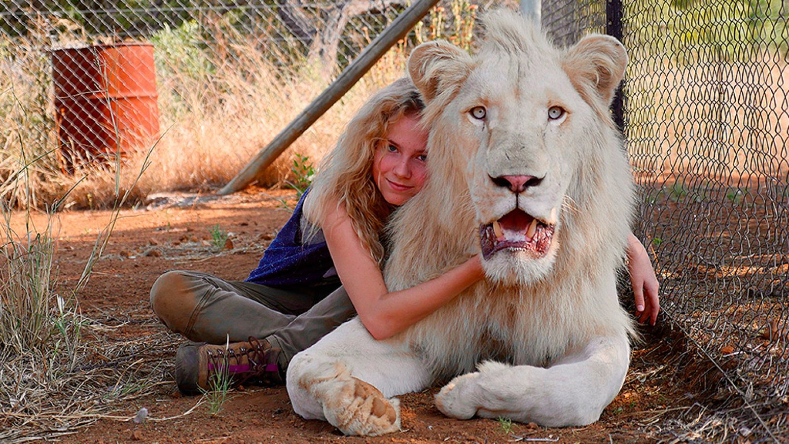 'Mia y el león blanco'