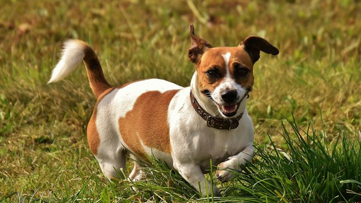 En un mundo de perros: Dakota, la perrita temerosa