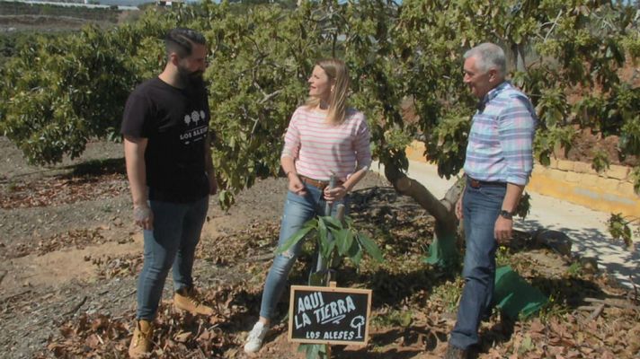 Aguacate malagueño todo el año