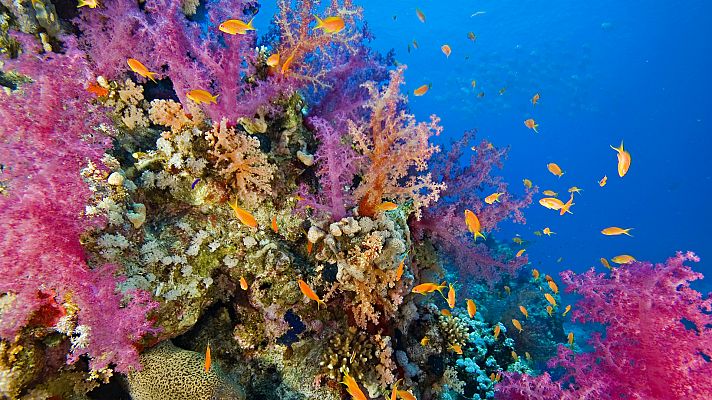 Viveros de coral para conservar arrecifes