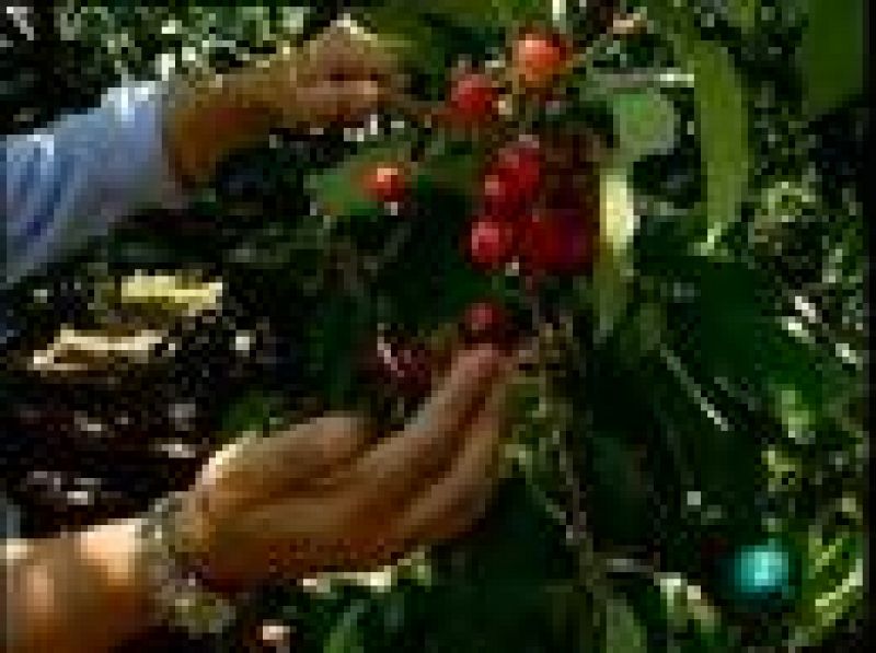 Zoom Tendencias - La ruta de la cereza en El Jerte y La Vera | Ver