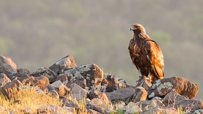 Telediario 1 - 33.000 aves rapaces mueren cada año en España electrocutadas por los tendidos eléctricos