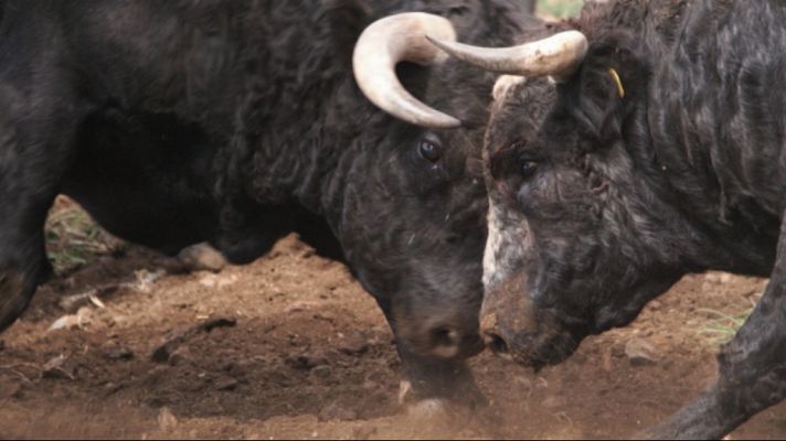 Tendido cero - Tendido Cero - 20/04/19