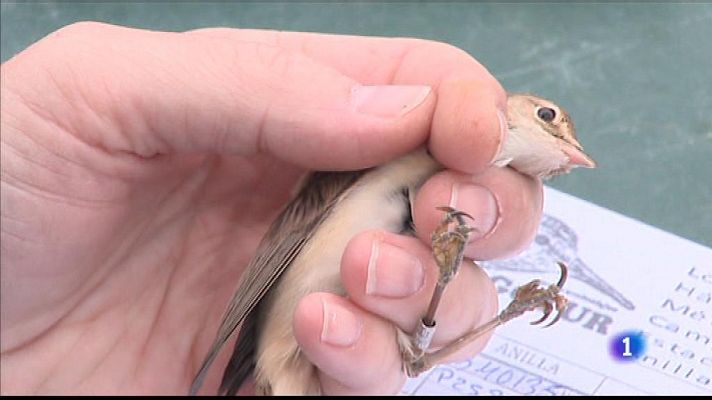 L'informatiu - Comunitat Valenciana - La Comunidad Valenciana en 2' - 22/04/19
