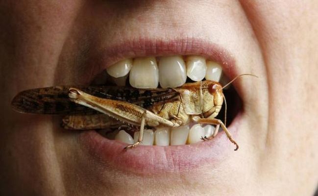 Curiosidades científicas - Comer insectos sin querer