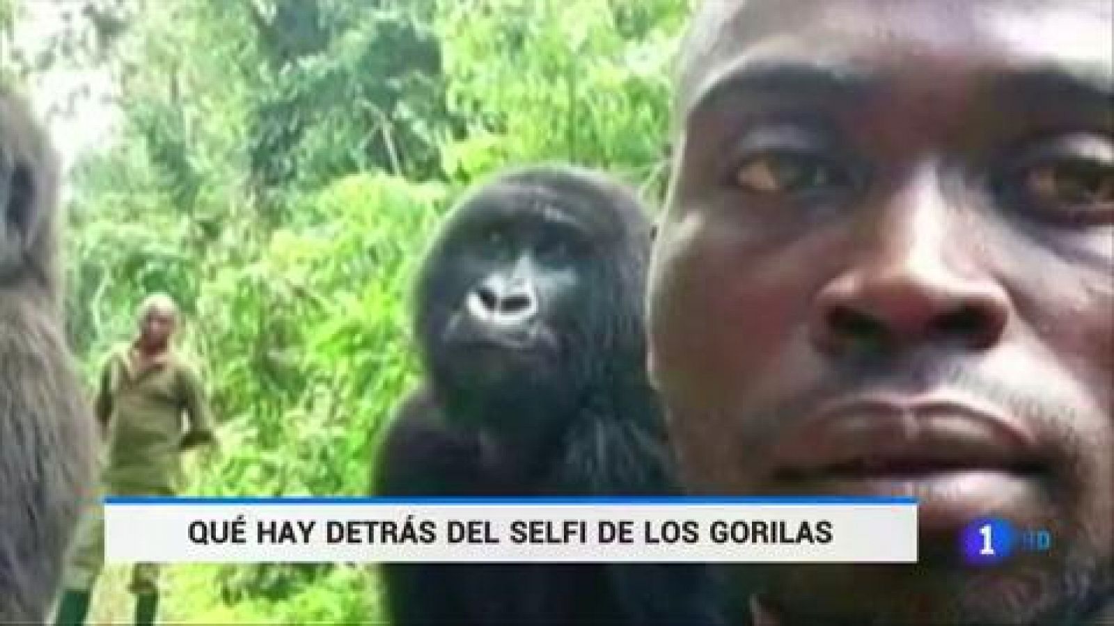 Telediario 1: El drama que existe detrás del selfi de los gorilas | RTVE Play