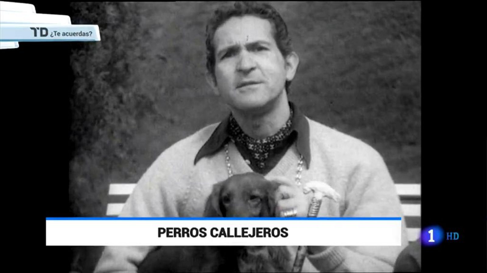 ¿Te Acuerdas? Perros callejeros