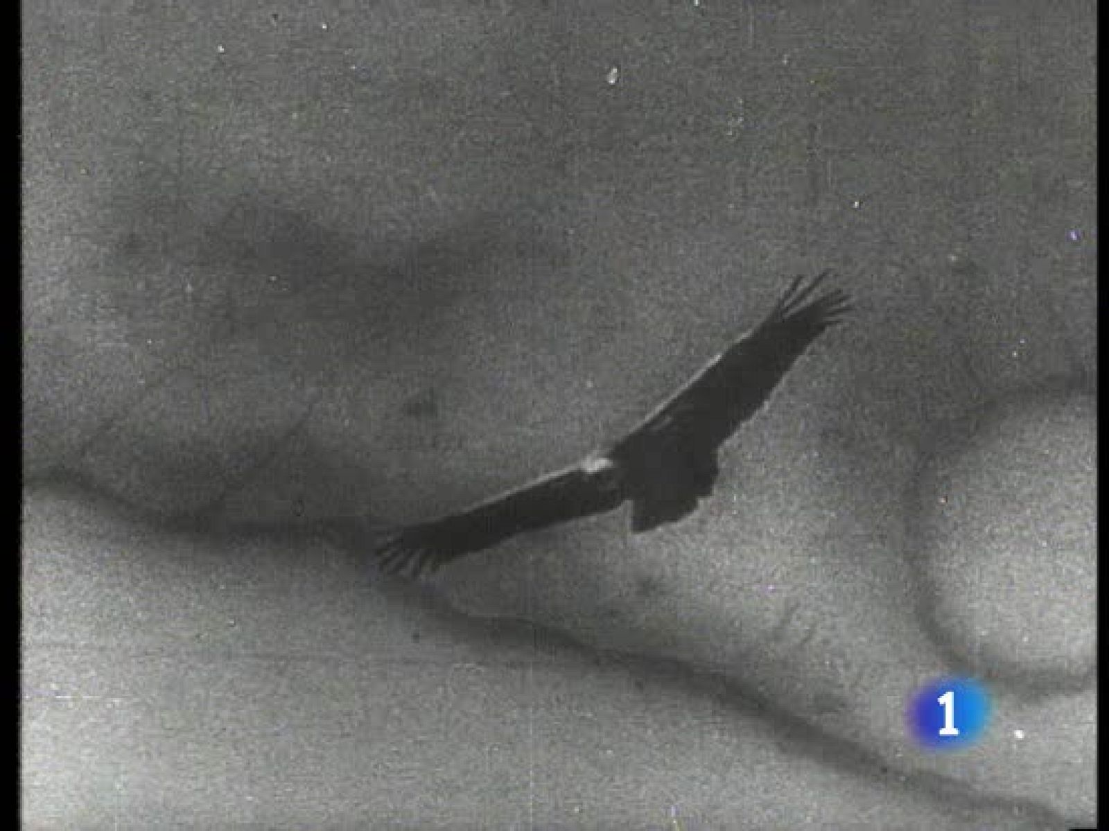 El NODO se convierte en el argumento de una película de terror | Ver