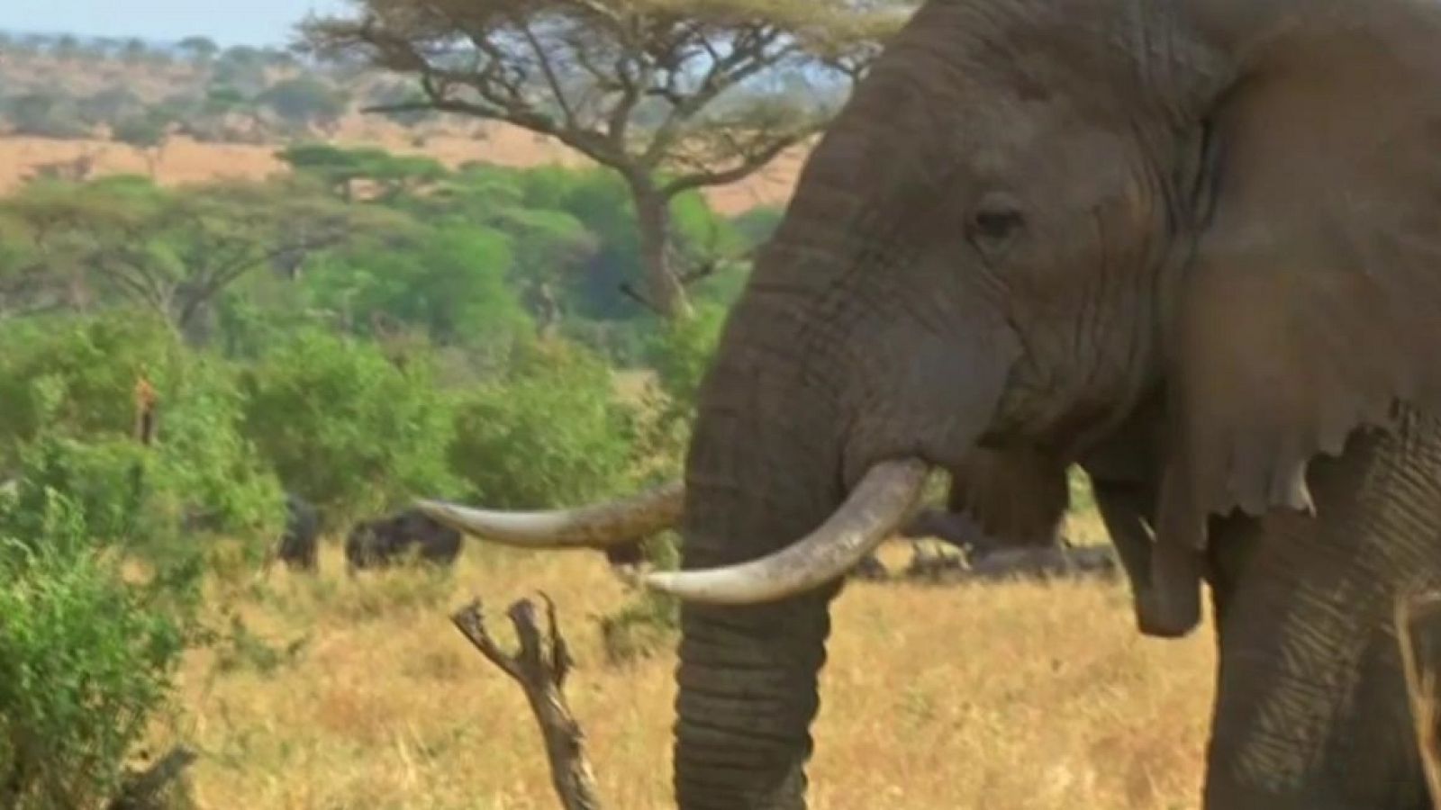 La 2 Noticias - 01/05/19 - ver ahora