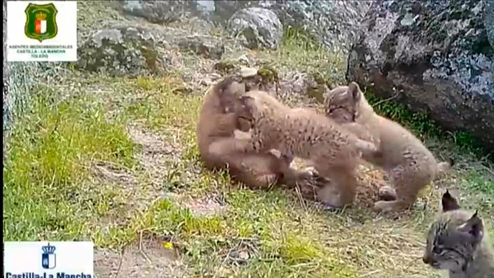 Nacen cuatro crías de lince ibérico en los Montes de Toledo