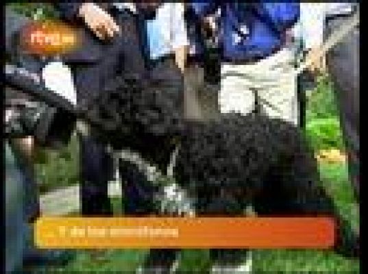  - Bo, el amigo de los periodistas