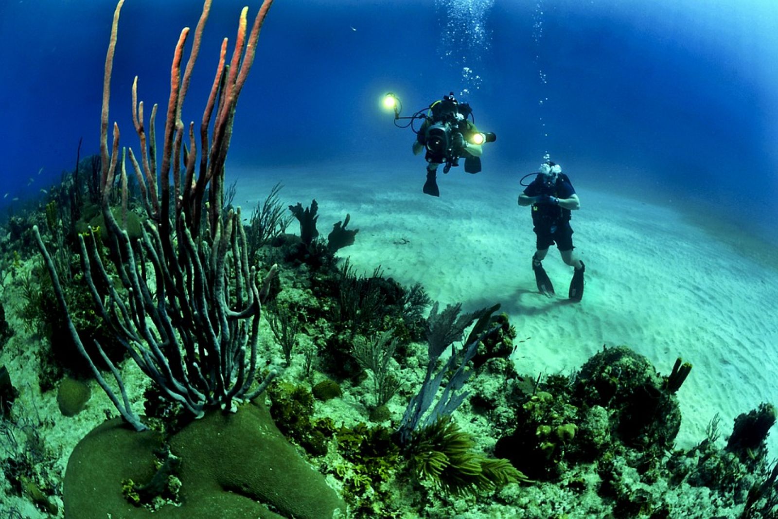 Órbita Laika - Curiosidades científicas - La edad de los corales