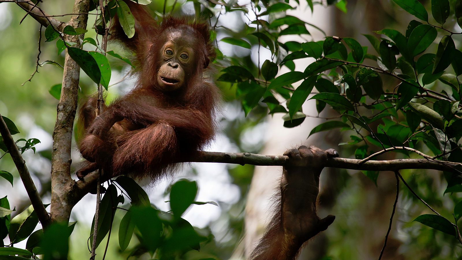 El planeta ha lanzado ya su voz de alarma: un millón de especies animales y vegetales se encuentran en riesgo de extinción, muchas en las próximas décadas, a menos que haya un cambio radical en los métodos de producción y consumo, según advierte el m