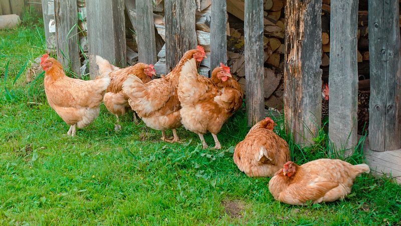Nel Cañedo es un pastor asturiano que se queja de la decisión municipal de clausurar un gallinero porque el ruido molesta a los clientes de un hotel rural de Soto de Cangas. Su protesta se ha hecho viral y ha sacado a la luz la polémica decisión.