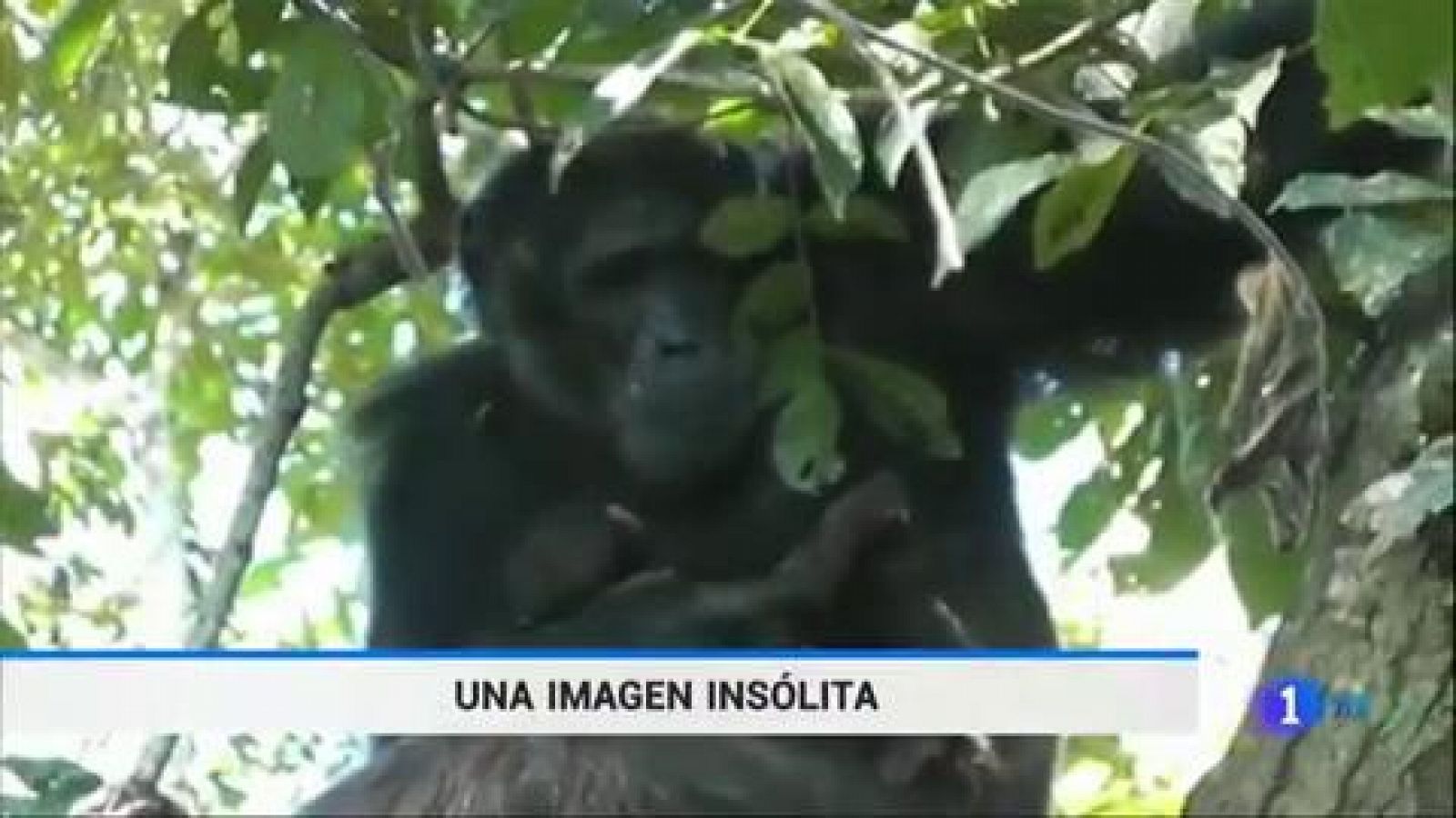 Telediario 1: El chimpancé macho alfa que asombra a los primatólogos | RTVE Play