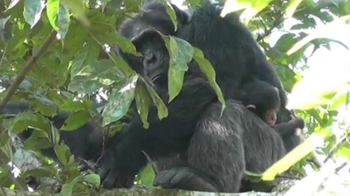 Telediario 1 - El chimpancé macho alfa que asombra a los primatólogos