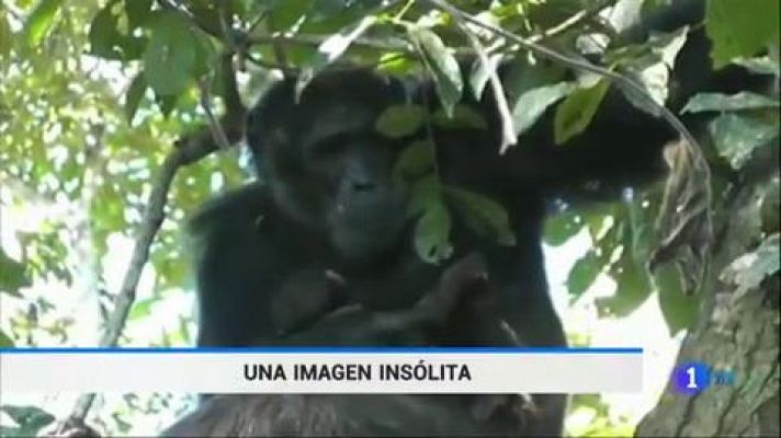 El chimpancé macho alfa que asombra a los primatólogos