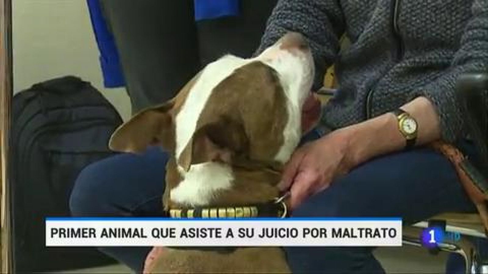 Por primera vez en España una perra victima de malos tratos asiste a su propio juicio