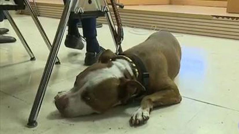 Por primera vez en España una perra víctima de malos tratos asiste a su propio juicio