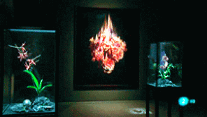 Mat Collishaw. Arte en el botánico