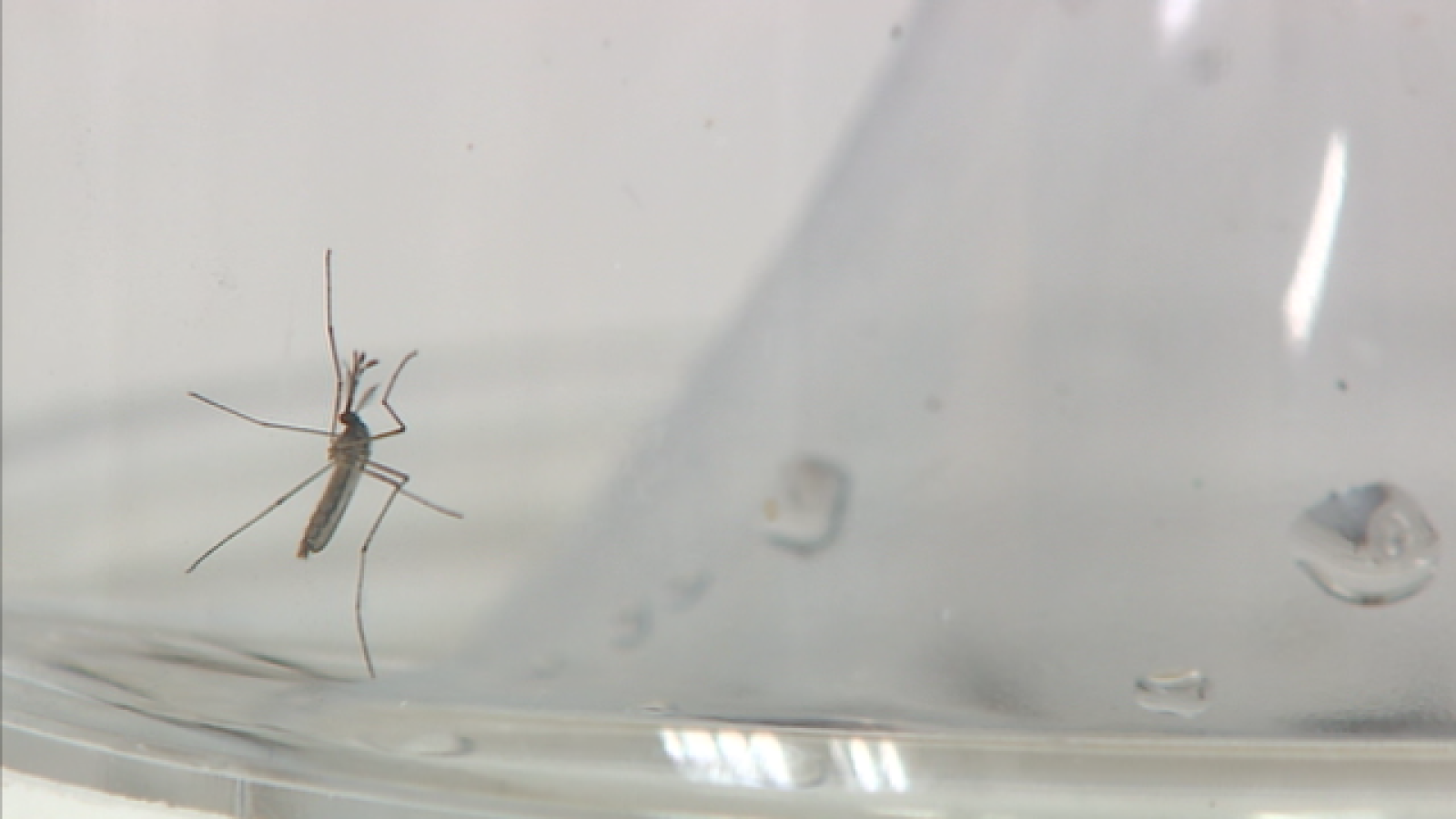 Telecanarias 2 - 09/05/2019 | Ver