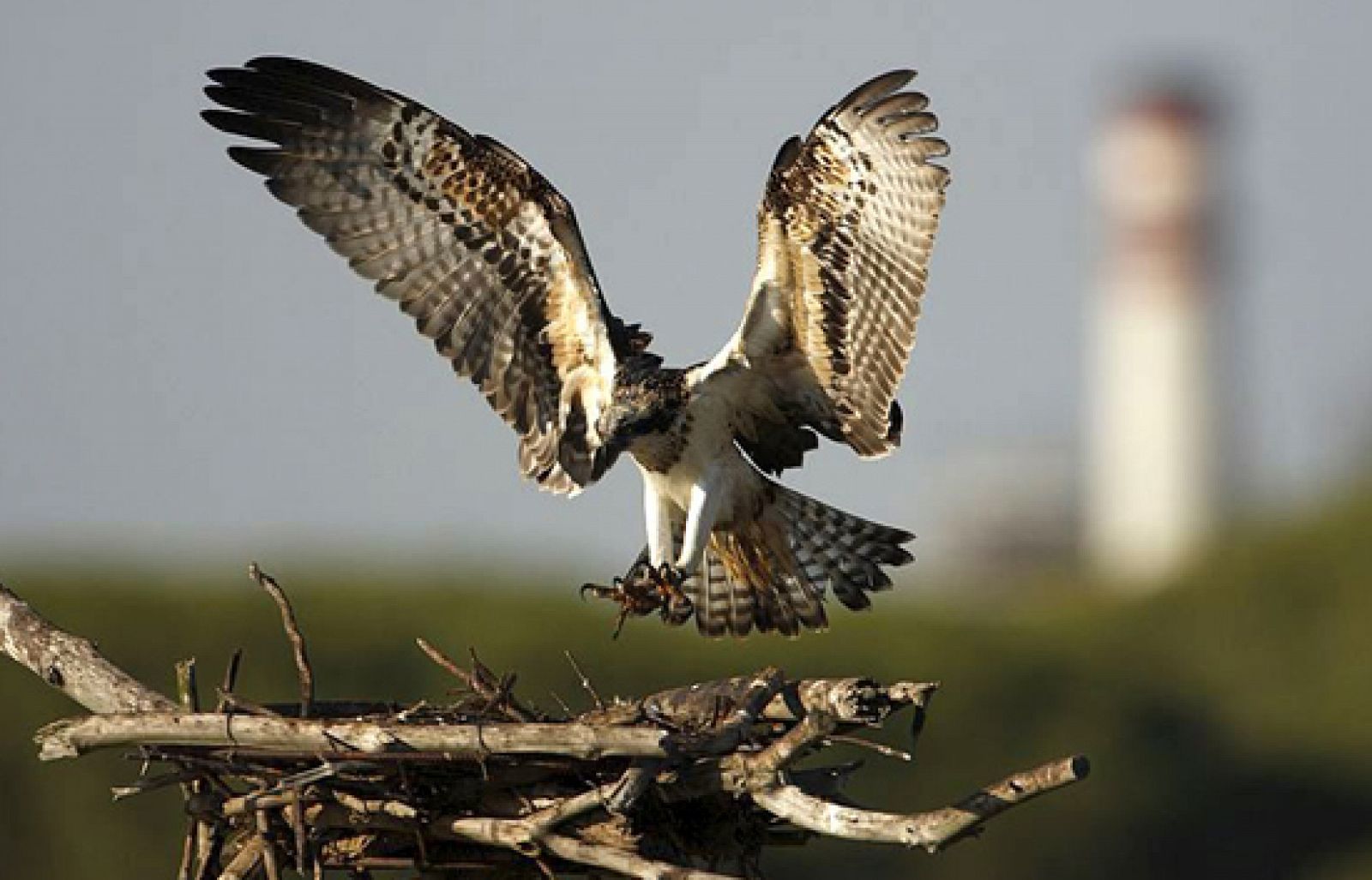 Nacen los primeros pollos de águila pescadora desde hace más de 70 años