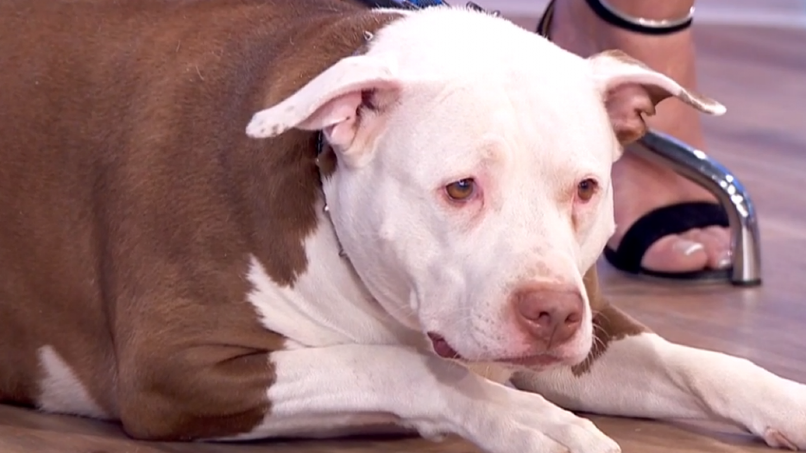 En un mundo de perros: Kira, la perrita glotona