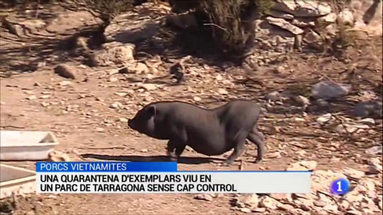 L'Informatiu - 14/05/2019