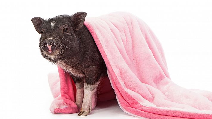 Plaga de cerdos vietnamitas en Tarragona