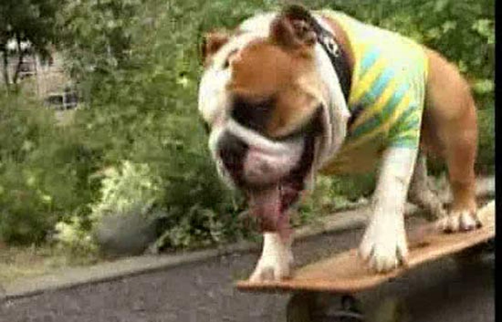 Un perro muy espabilado pasea en monopatín por el parque.