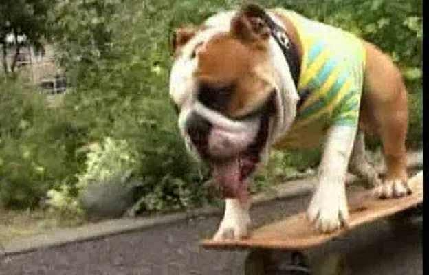  - Perro pasea en monopatín