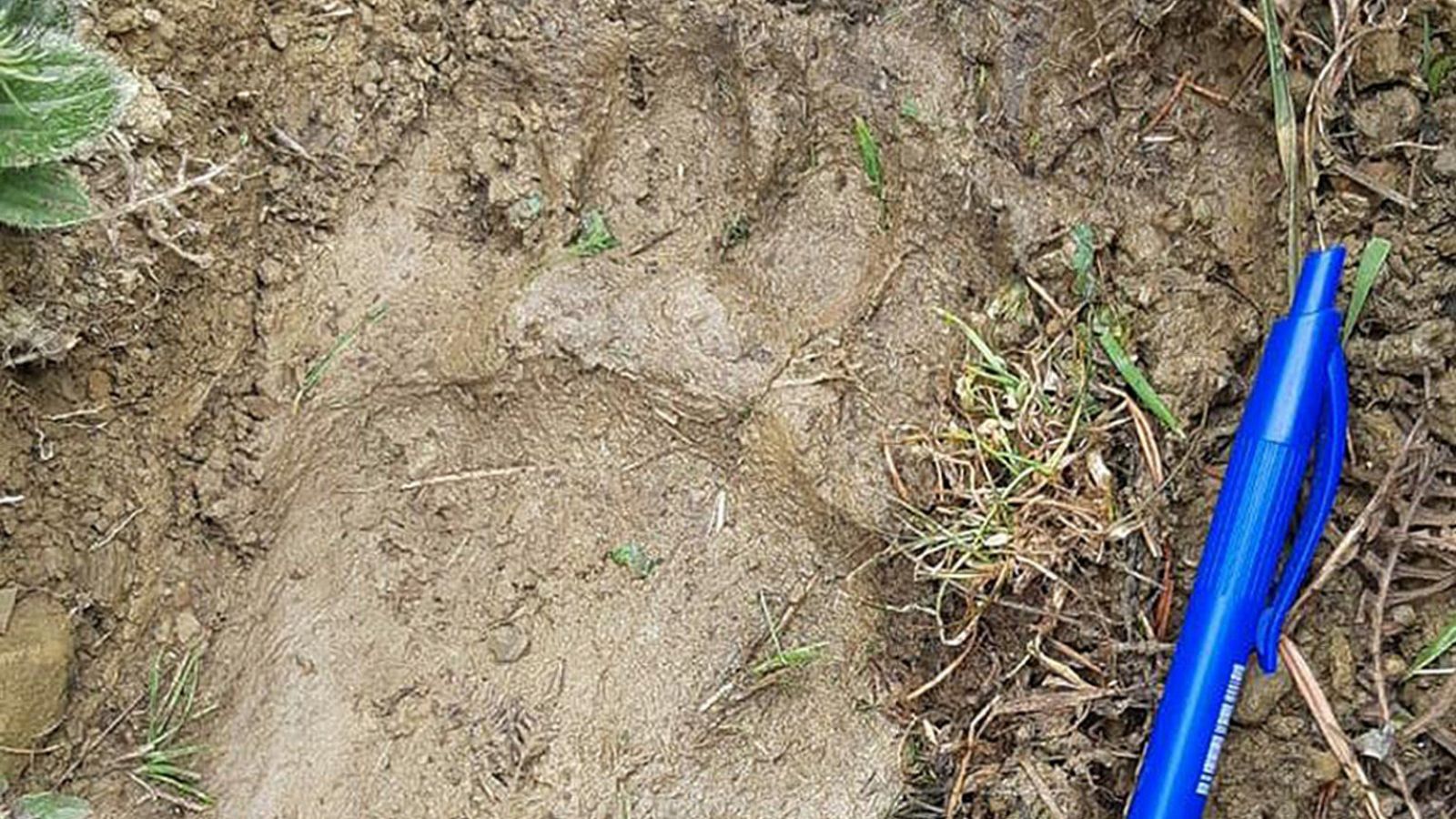 'Claverina' se llama la osa eslovena que trae de cabeza a los pastores navarros. Hace ocho meses que la soltaron en el Pirineo francés pero ha cruzado la frontera y ha matado a ocho ovejas... Este viernes se ha tratado el asunto en una reunión franco