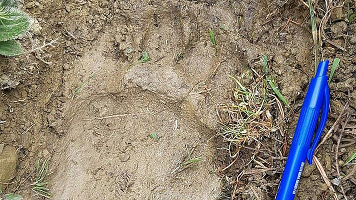 Telediario 1 - Reunión franco-española por los ataques a ganado de una osa en los Pirineos