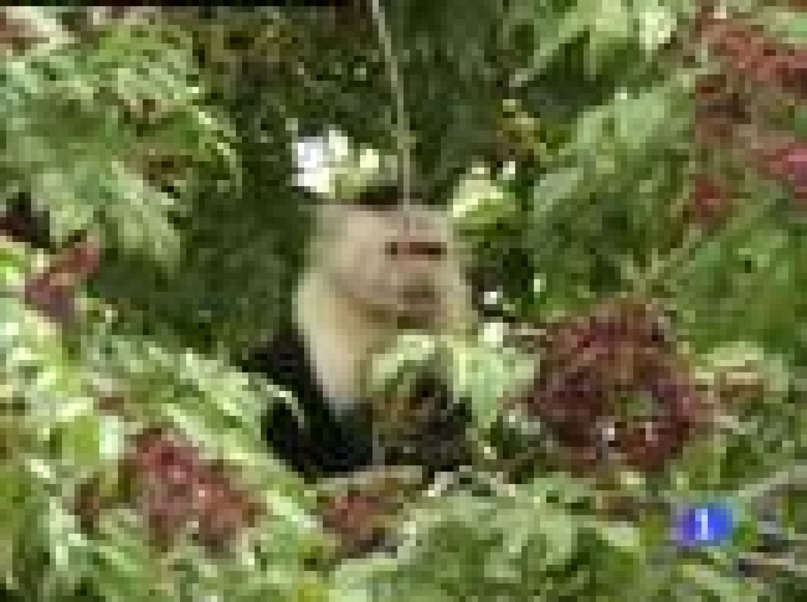 Españoles en el mundo - Panamá - Marta | Ver