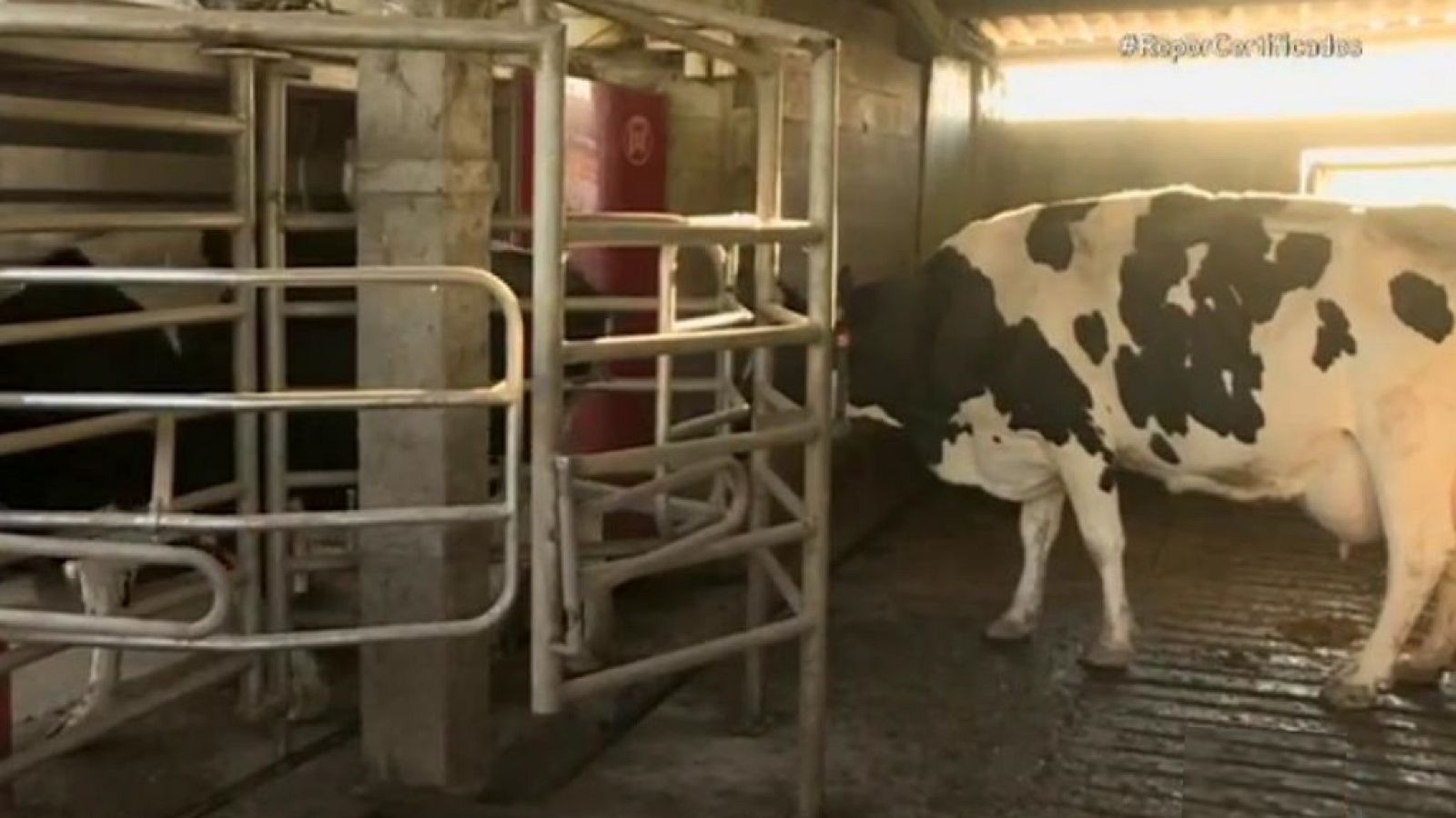 Repor - Todo certificado - ver ahora