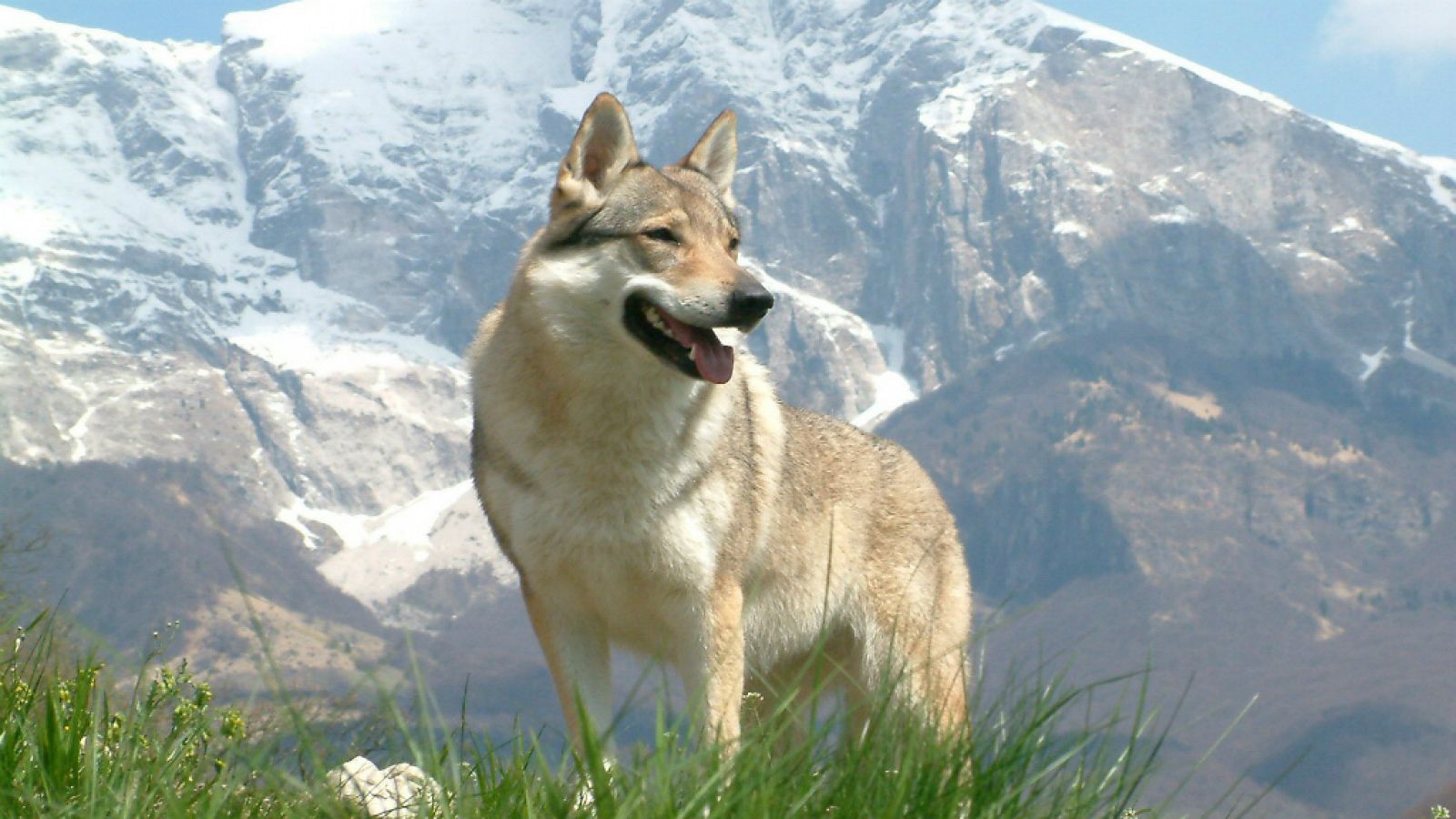 La Mañana - En un mundo de perros: El lobo checo