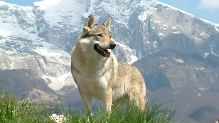 En un mundo de perros: El lobo checo