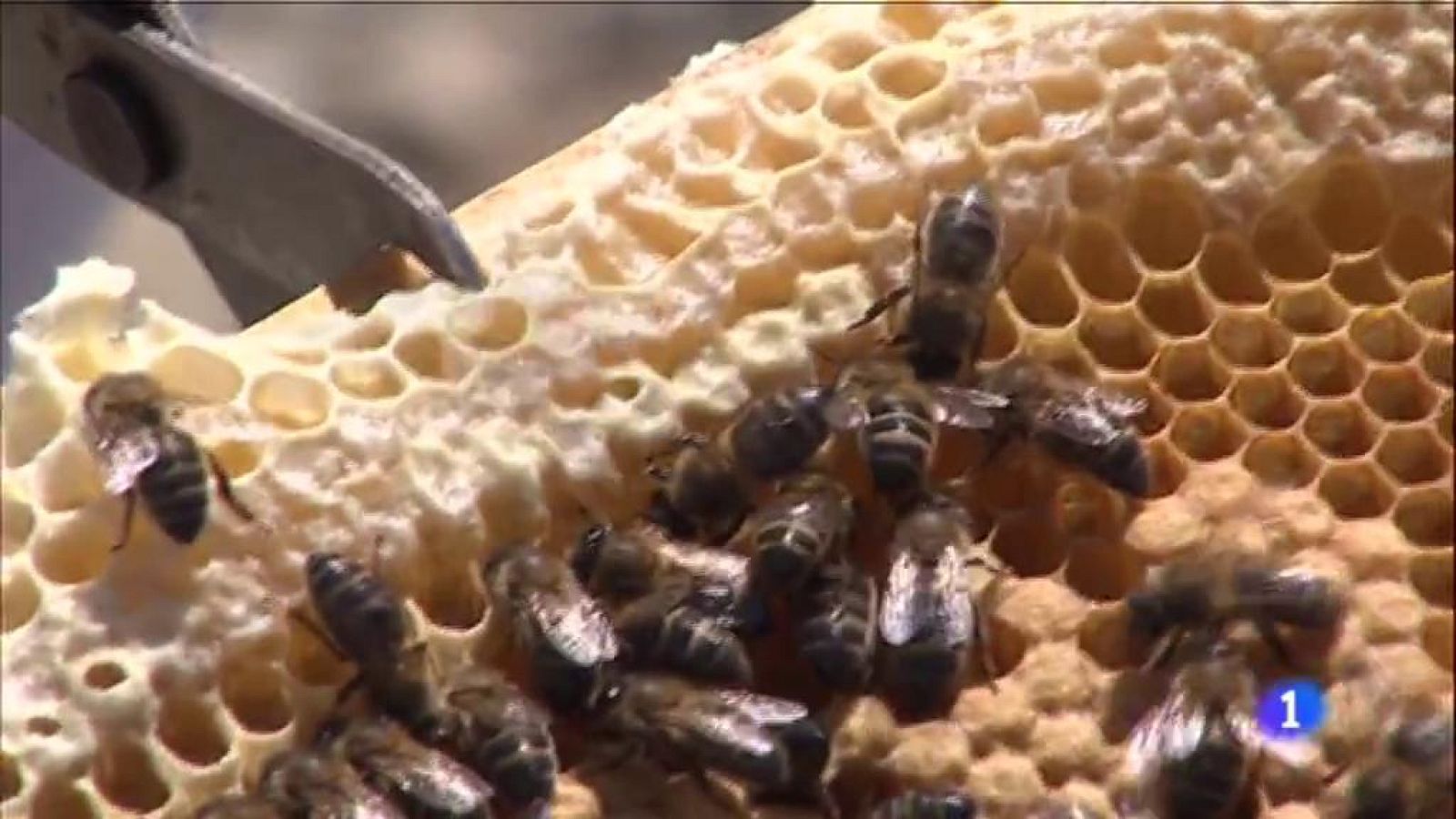 L'Informatiu - 20/05/2019