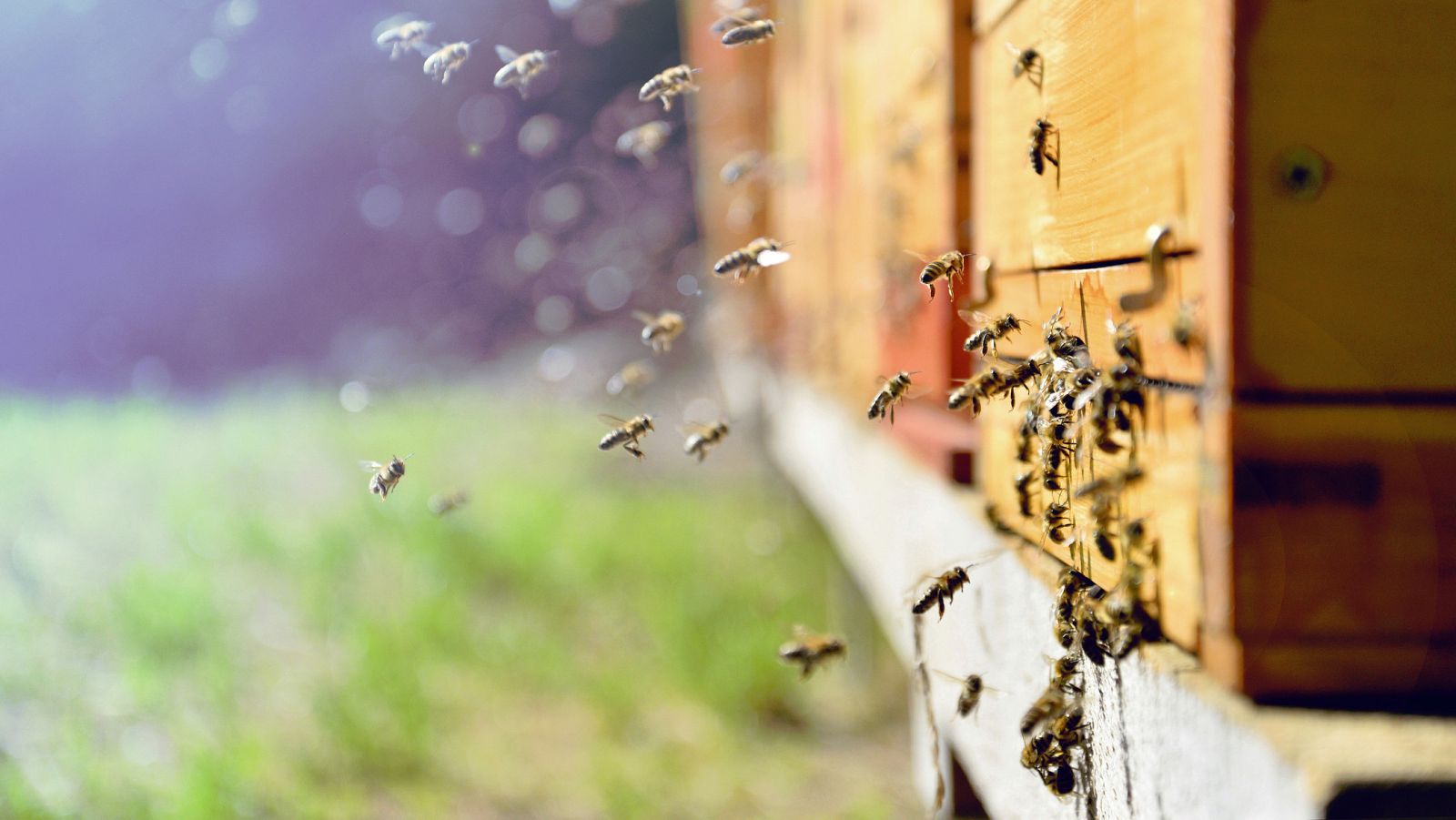 Este lunes 20 de mayo, día Mundial de las Abejas, los científicos advierten del riesgo de que desaparezcan. La Universidad Autónoma de Barcelona estudia su comportamiento en colmenas informatizadas. Problemas como el uso de pesticidas o la avispa asi