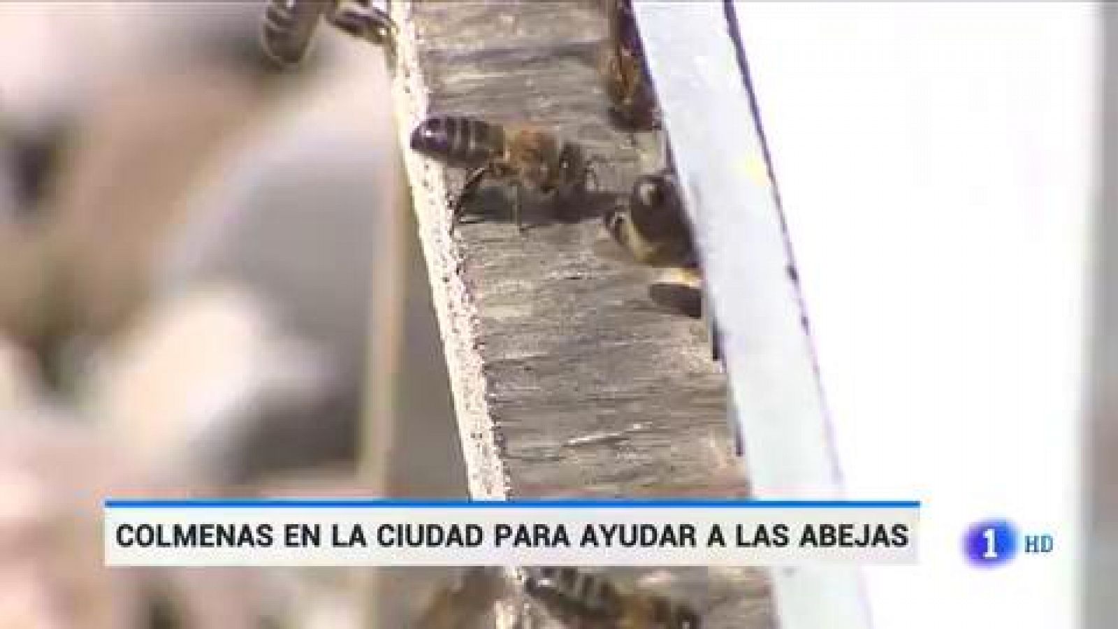 Telediario 1: Factores como pesticidas o la avispa asiática obligan a las abejas a instalarse en entornos urbanos | RTVE Play