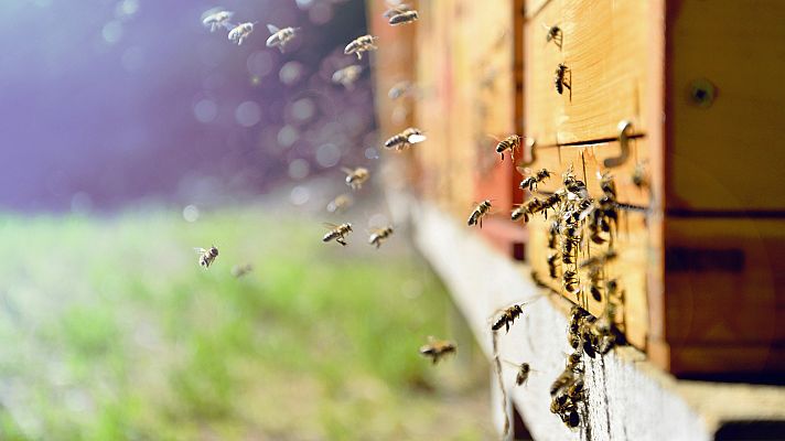 Telediario 1 - Factores como pesticidas o la avispa asiática obligan a las abejas a instalarse en entornos urbanos