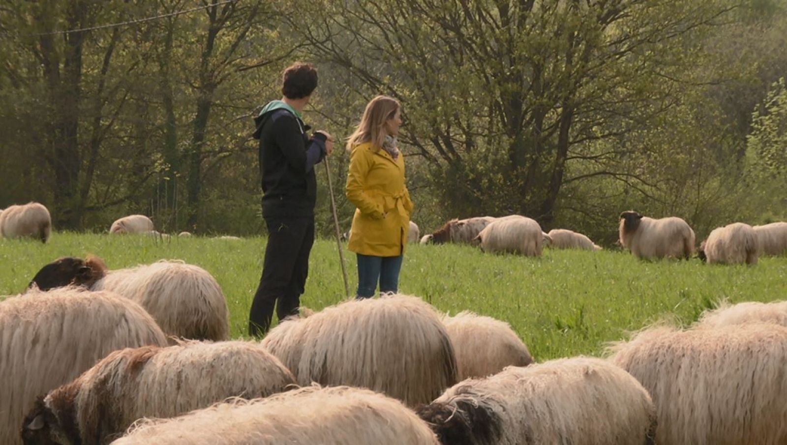 Aquí la Tierra: Ovejas por carreteras y caminos | RTVE Play