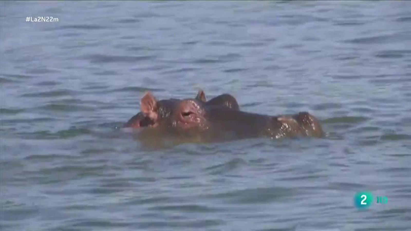 La 2 Noticias: La desaparición de hipopótamos en África | RTVE Play