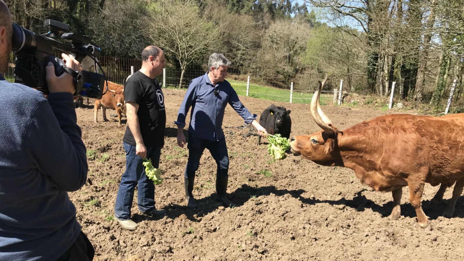 Razas de vacas