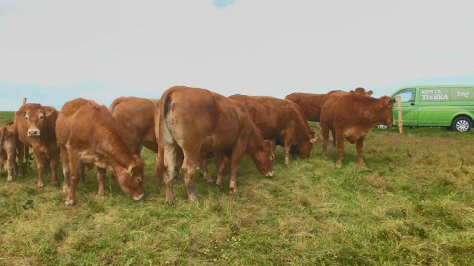 Aquí la Tierra: Las vacas limusinas de Cóbreces | RTVE Play