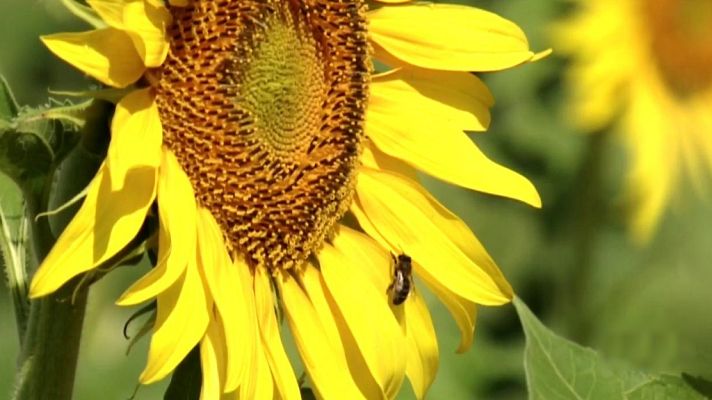 Agrosfera - Agrosfera - 25/05/19