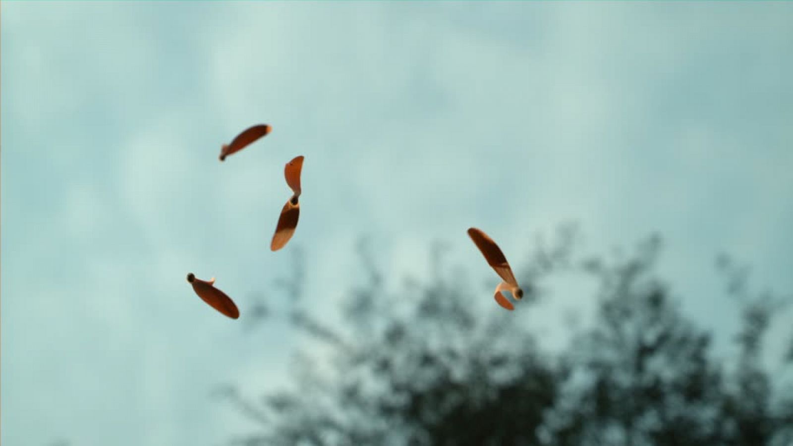Órbita Laika - Curiosidades científicas - Semillas para volar